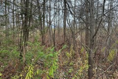 taylorswood-4