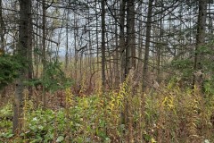 taylorswood-6